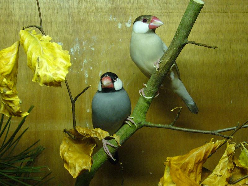 Mastholte 2008 144.jpg - Vogelausstellung wähend der Ortschau Mastholte